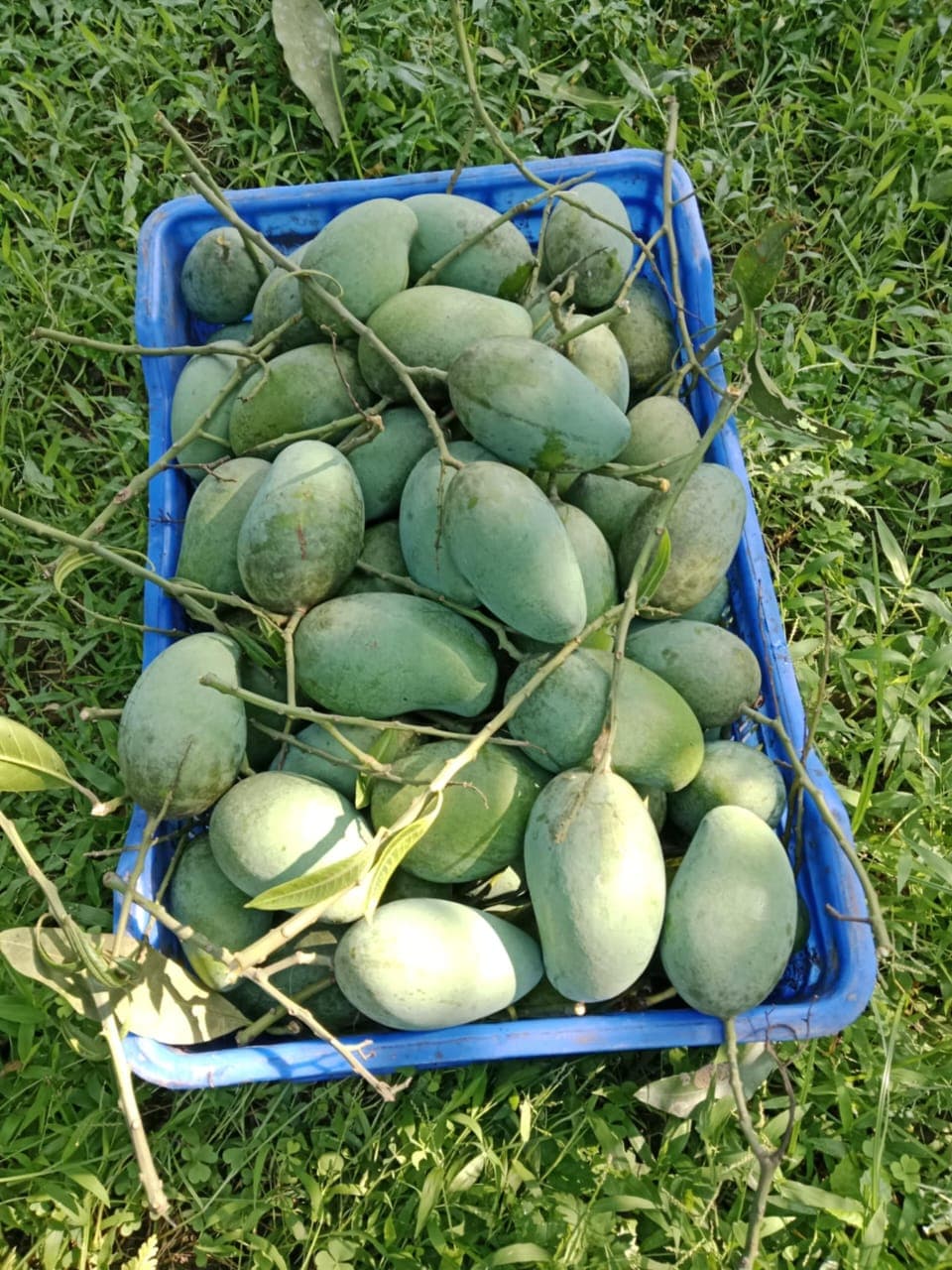 Amrupali - 23kg