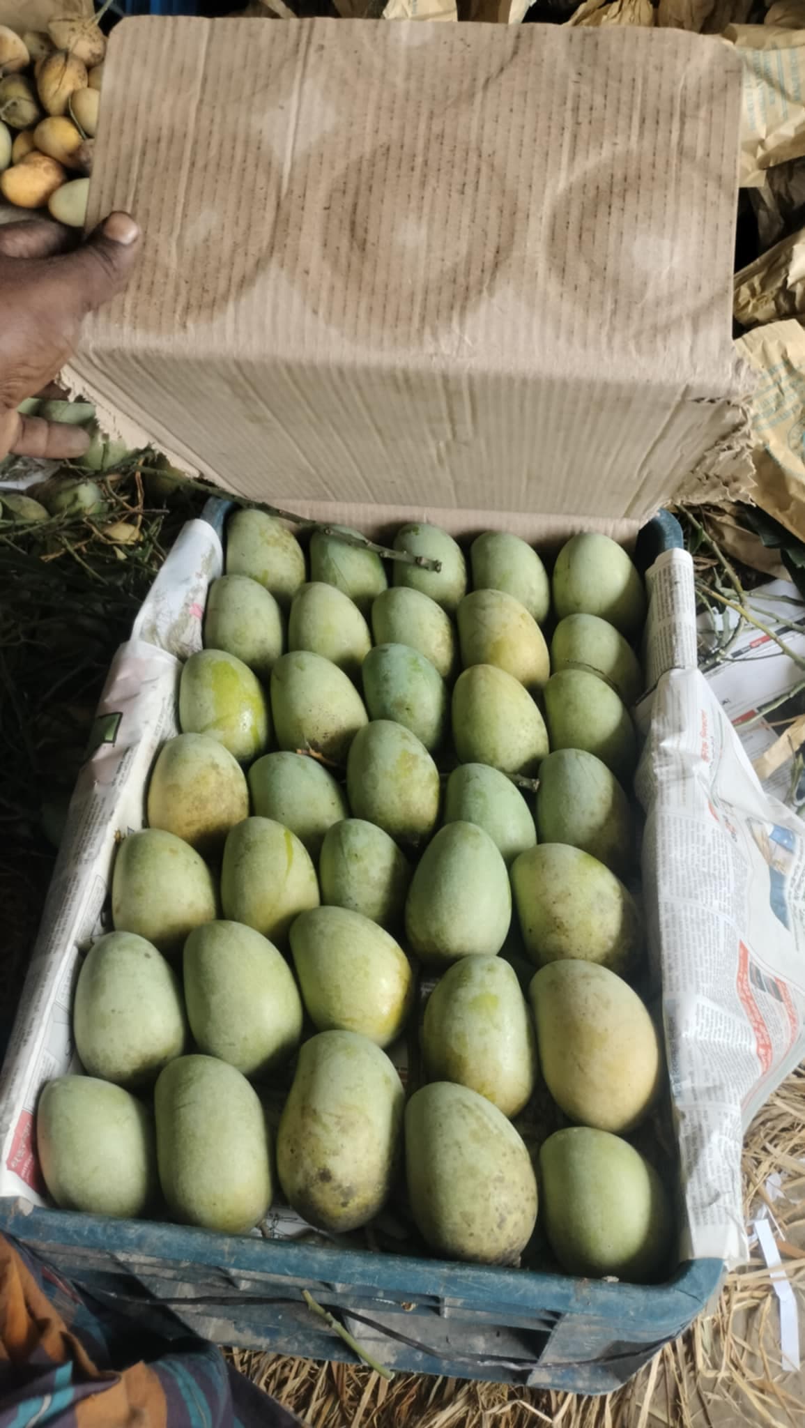 Amrupali - 12kg