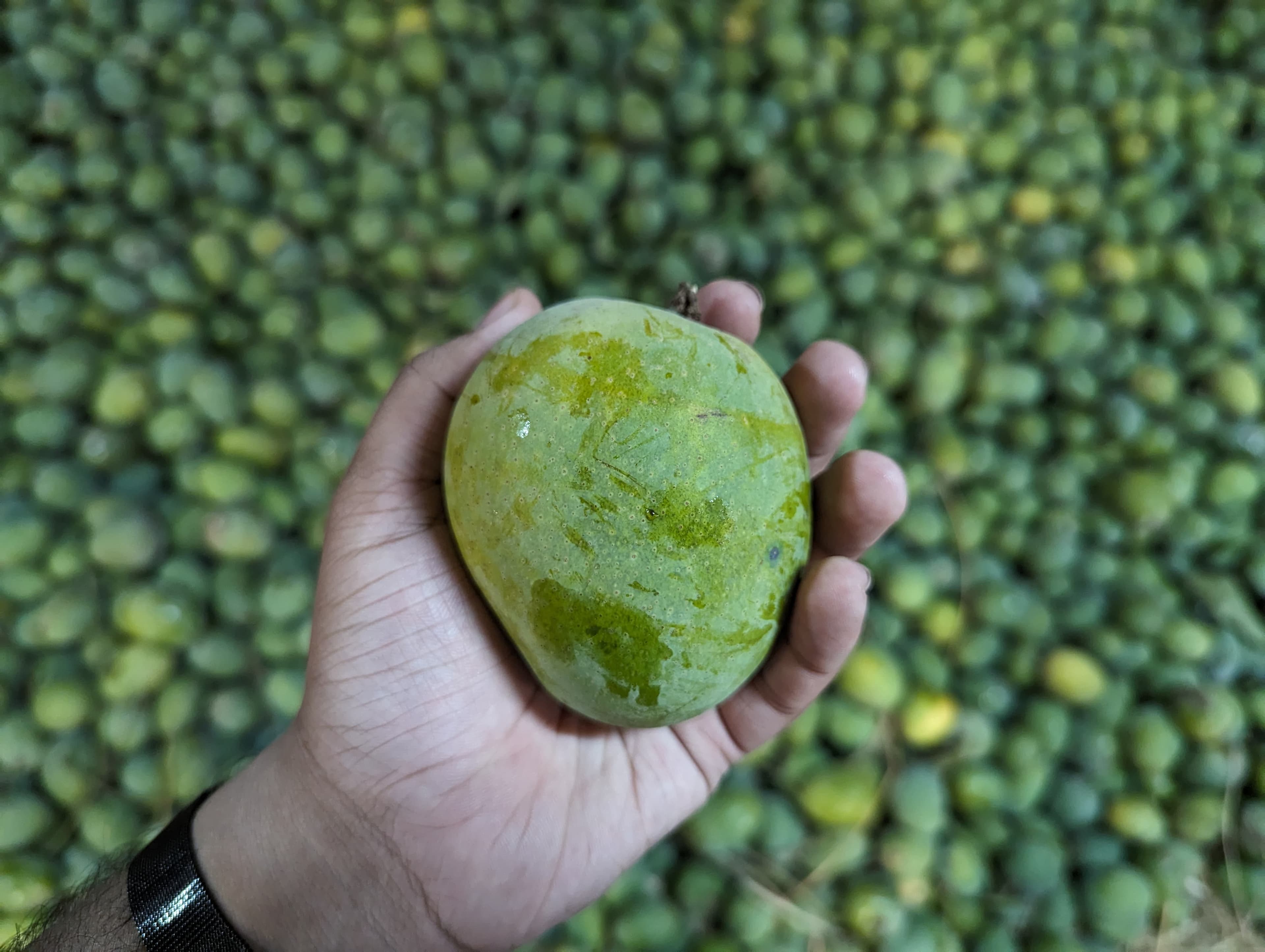Mango close up