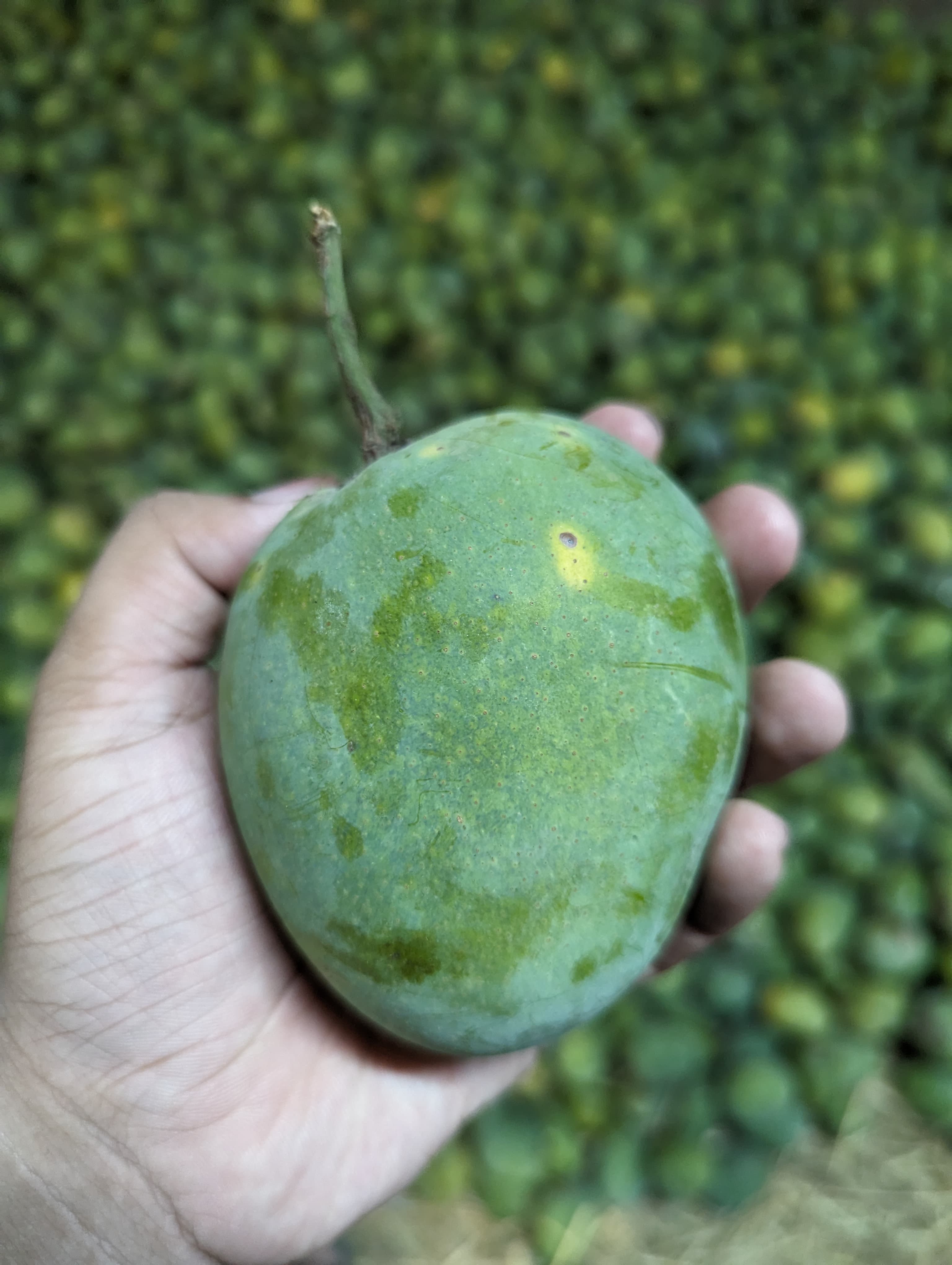 Mango farm harvest