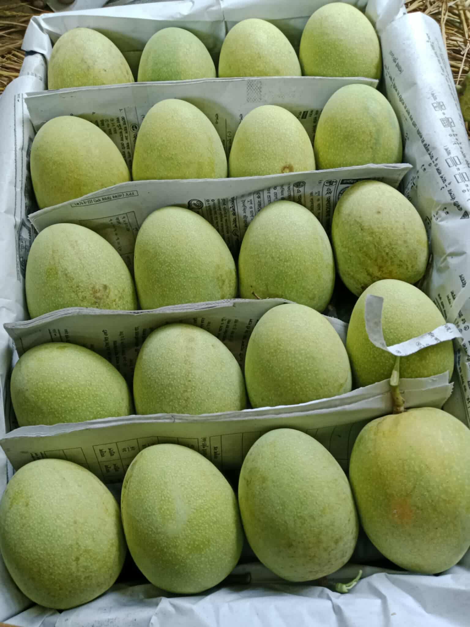 Langra - 12kg
